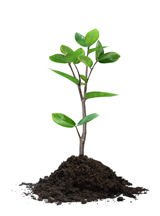 Tree Sapling Tree Sapling