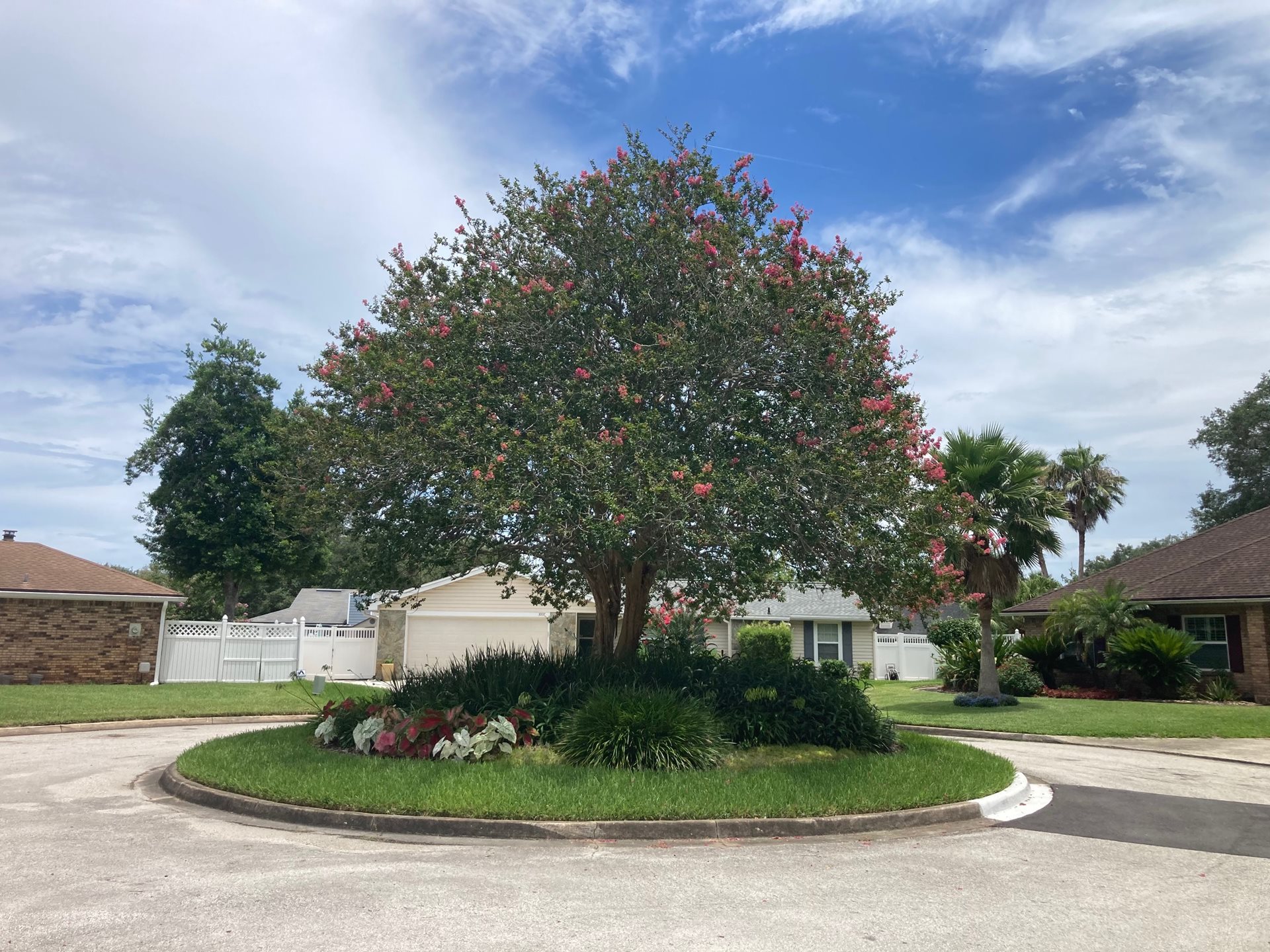 Crapemyrtle