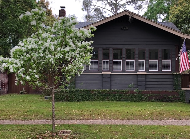 Fringe Tree