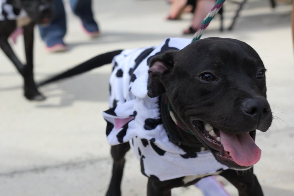 One of the ACPS pups featured in the recent Dogs on the Catwalk video