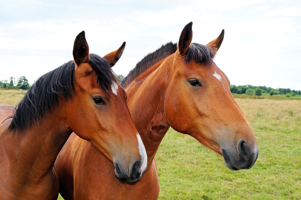 two mustang horses standing in field