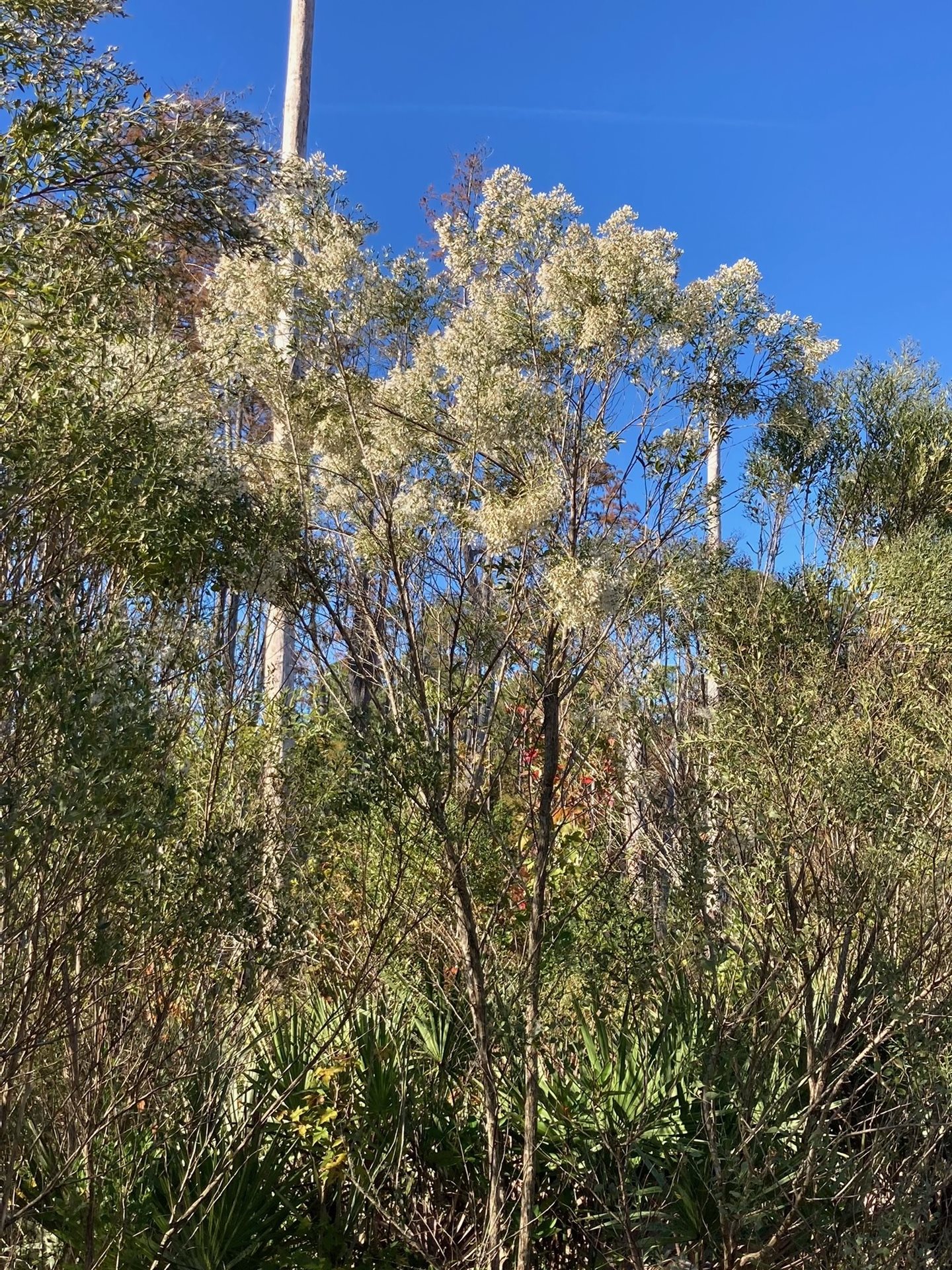 Groundsel Tree