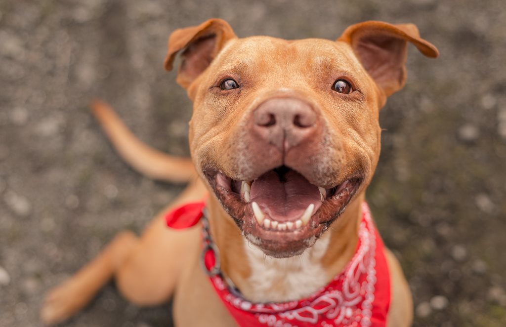 shleter dog smiling at the camera