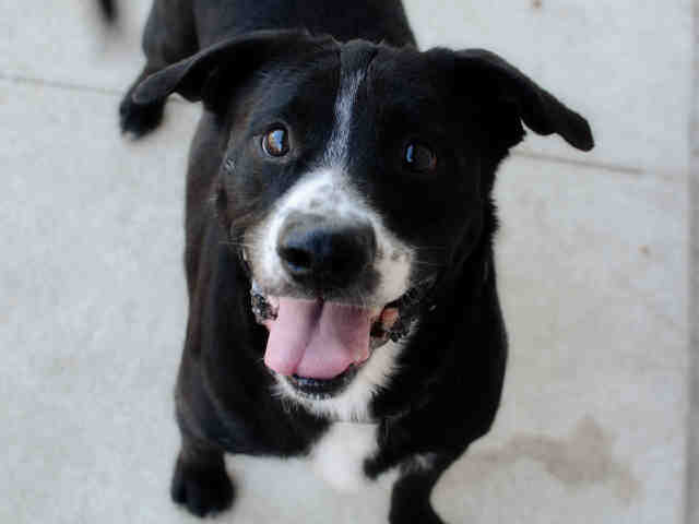 Close up portrait of black and white dog. 