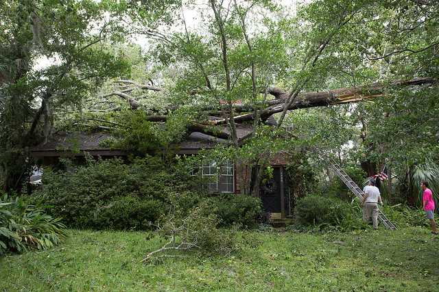 TREE FALLEN ON ROOF DURING HURRICANE IRMA