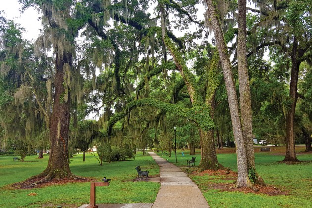 Trees for the planting, thanks to tree mitigation fund