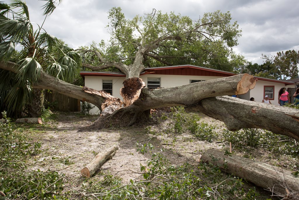 roof damaged by falling tree