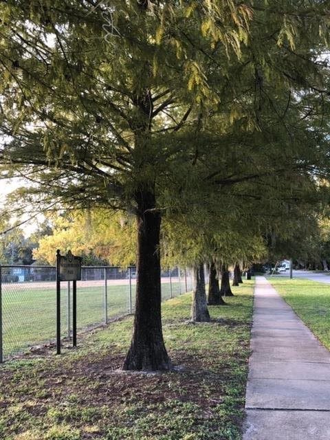 Bald Cypress