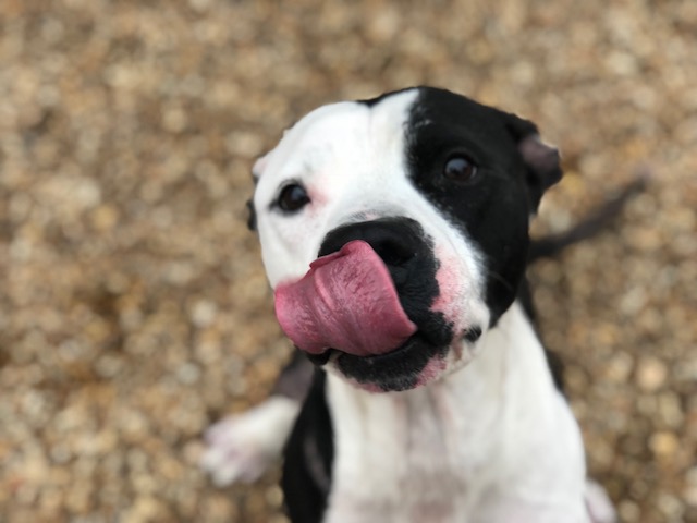 A black and white dog with his tongue out