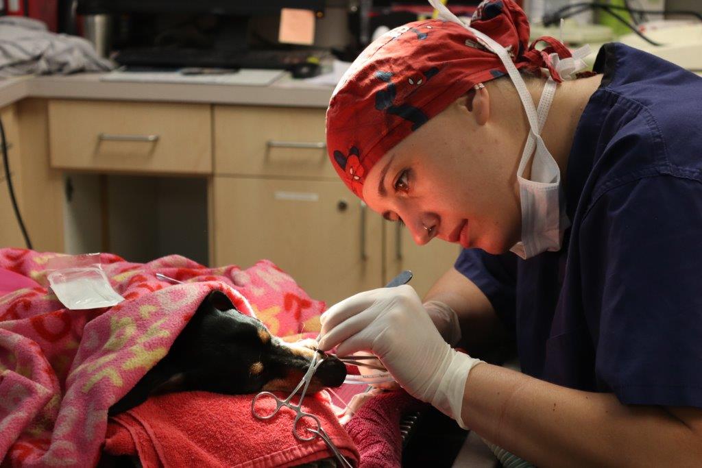 veterinarian performing surgical procedure on small anesthetized dog