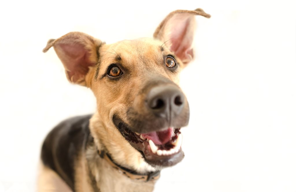 happy dog with smile on his face