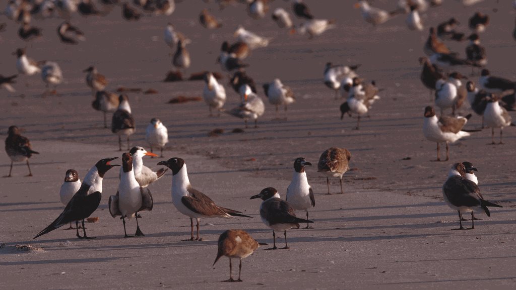 Huguenot park birds