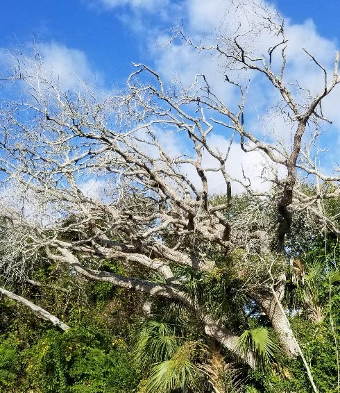 Sand Live Oak