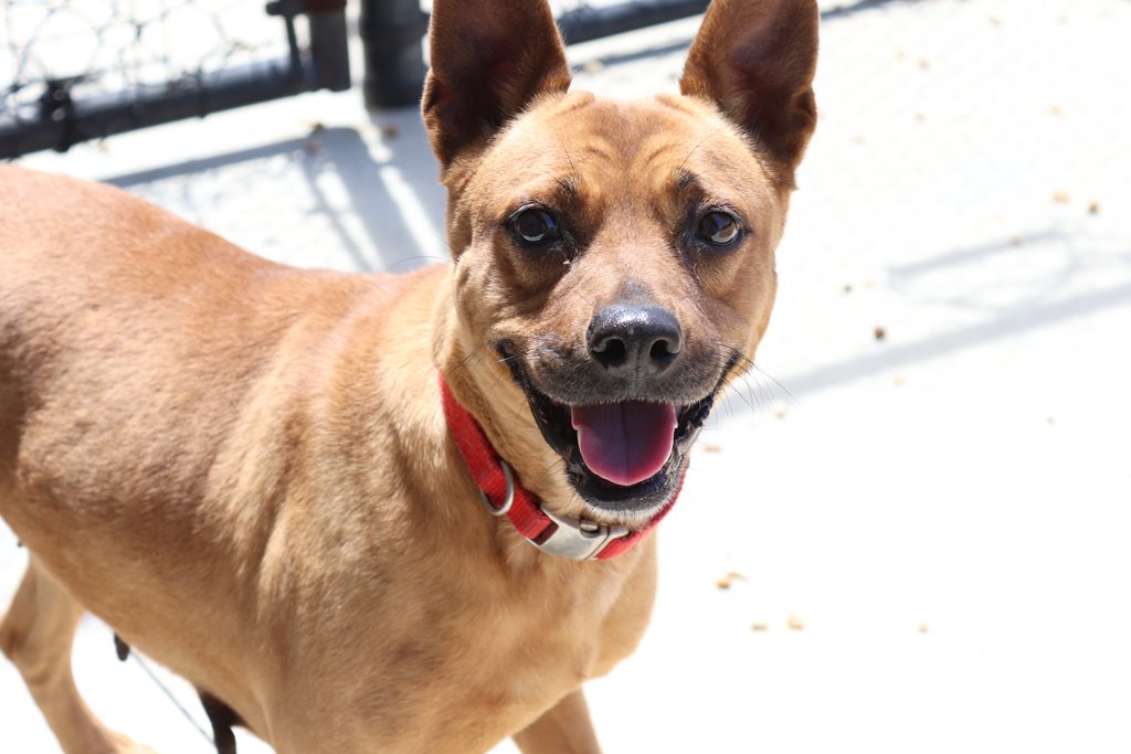 A dog at the ACPS Shelter at 2020 Forest St.