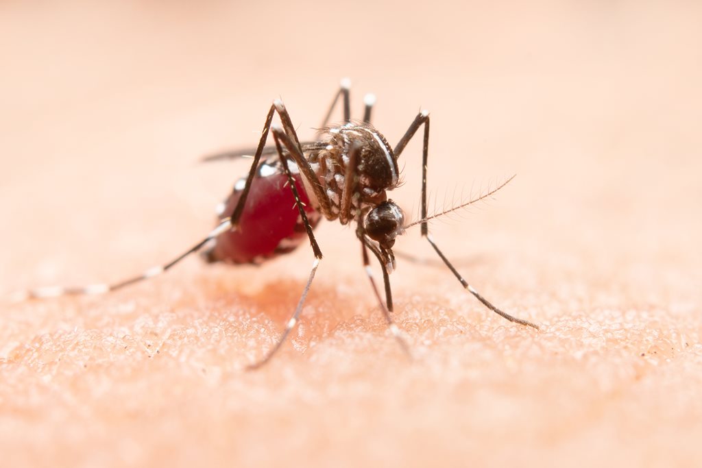 closeup photo of mosquito on persons arm