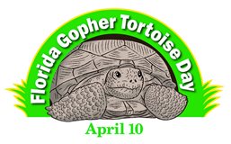 gopher tortoise