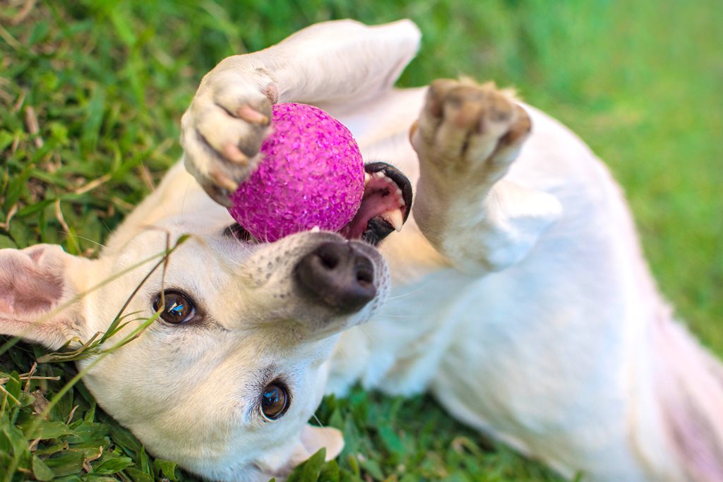 dog playing with pink ball