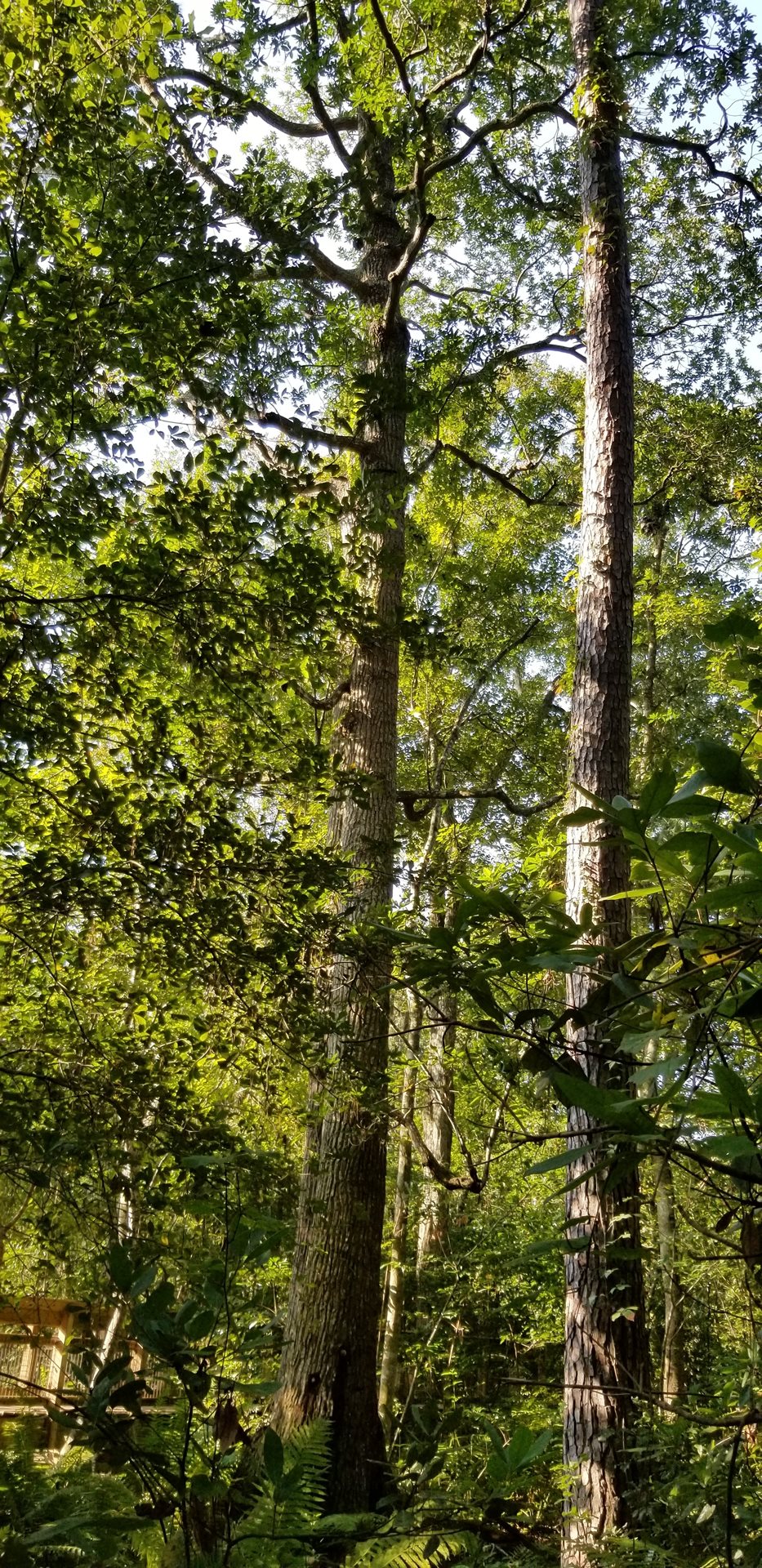 National Champion Loblolly Bay