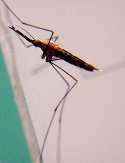 Anopheles quadrimaculatus